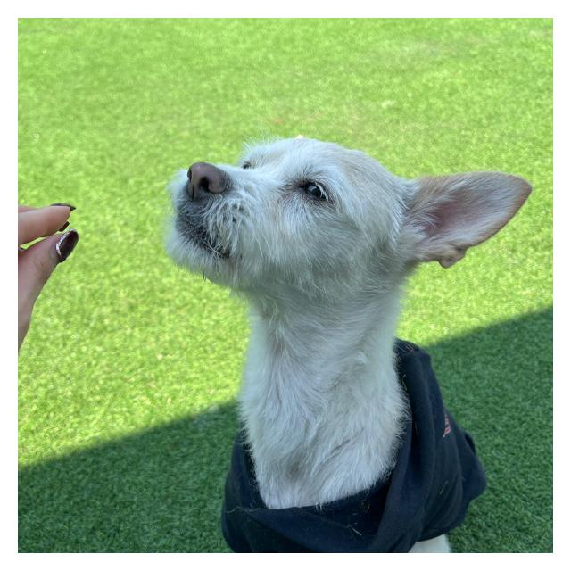 [서초안양점]믹스견 보리 (1년간 케어중)