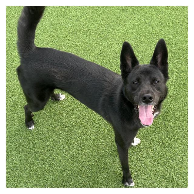 [서초안양점]진도믹스 마루 (1년간 케어중)