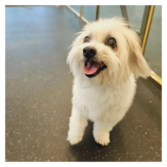 [강남송파본점 야간운영]꼬동 루이 (1년간 케어중)