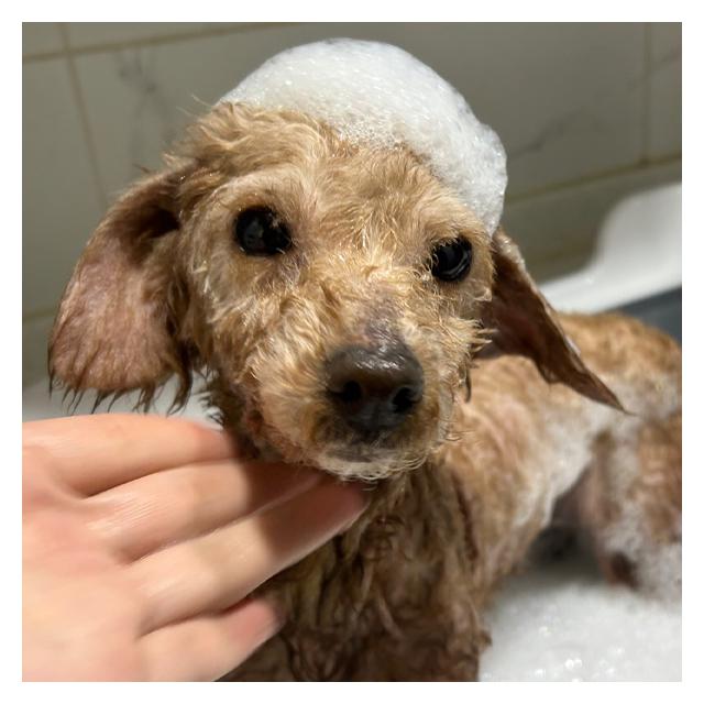 [강남송파본점 야간운영]푸들 하니 (1년간 케어중)