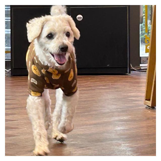 [분당과천점]믹스견 도담이 (3년간 케어중)