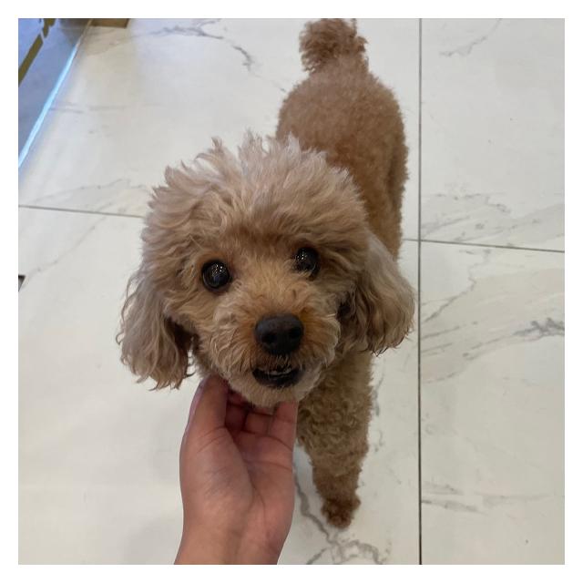 [동탄오산점]푸들 나물이 (1년간 케어중)