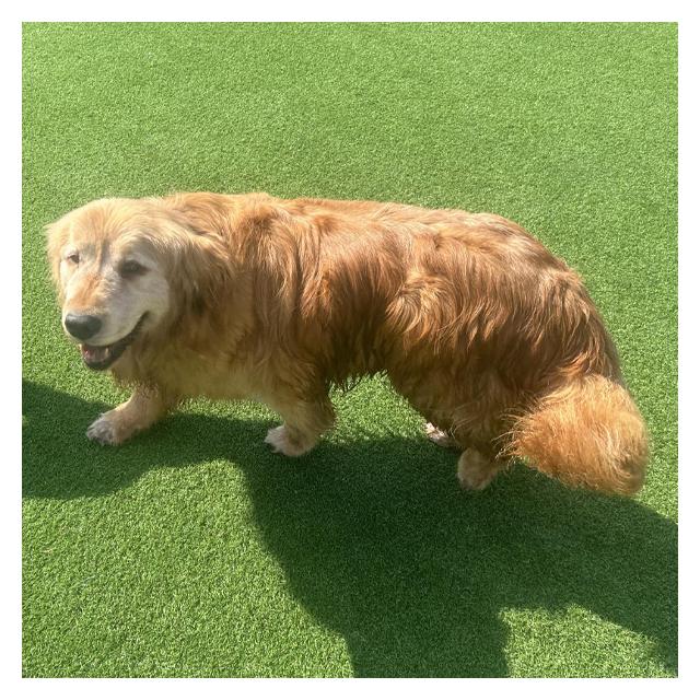 [서초안양점]골든리트리버 동광 (1년간 케어중)