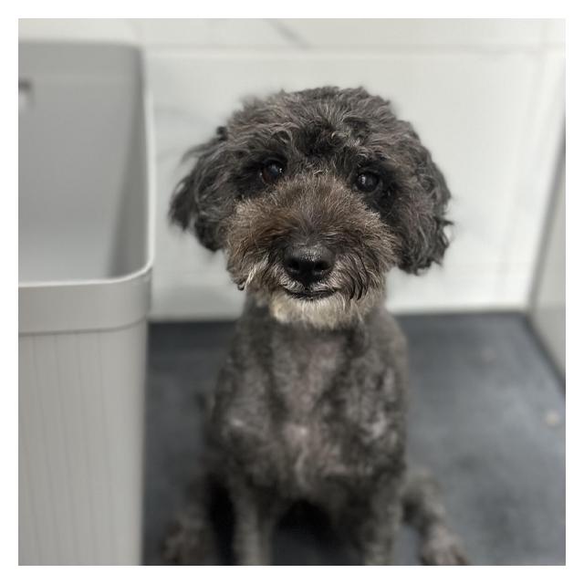 [마포용산점]푸들 머루 (1년간 케어중)