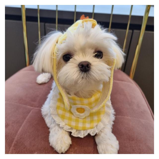 합리적인 강아지분양 광고비